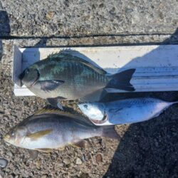 和歌山市江（吉丸渡船）でグレ釣り