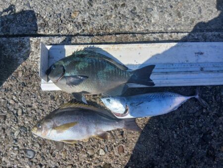 和歌山市江（吉丸渡船）でグレ釣り