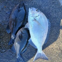 和歌山市江（吉丸渡船）でグレ釣り