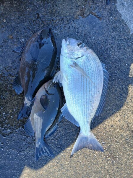 和歌山市江（吉丸渡船）でグレ釣り
