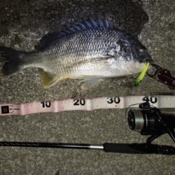 のっこみキビレチヌ