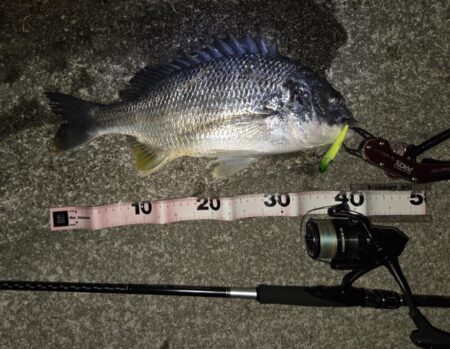 のっこみキビレチヌ