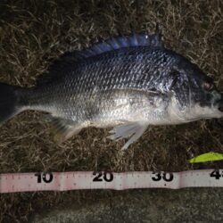 のっこみチヌ！