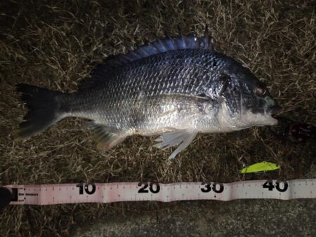 のっこみチヌ！