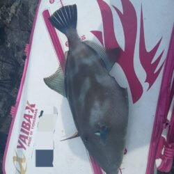 兵庫県三尾（前田渡船）で磯釣り