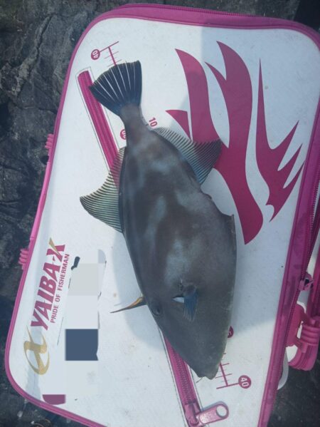 兵庫県三尾（前田渡船）で磯釣り