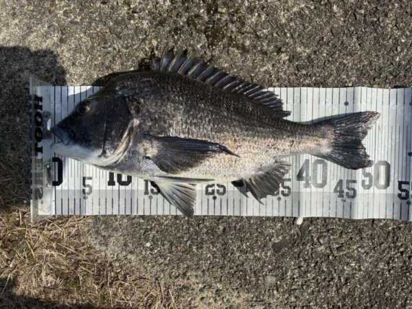 イチノ兄弟、釣果！