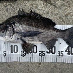 イチノ兄弟、釣果！