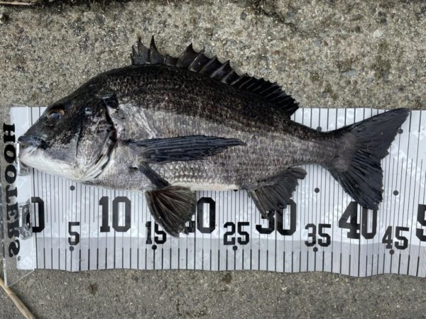 イチノ兄弟、釣果！