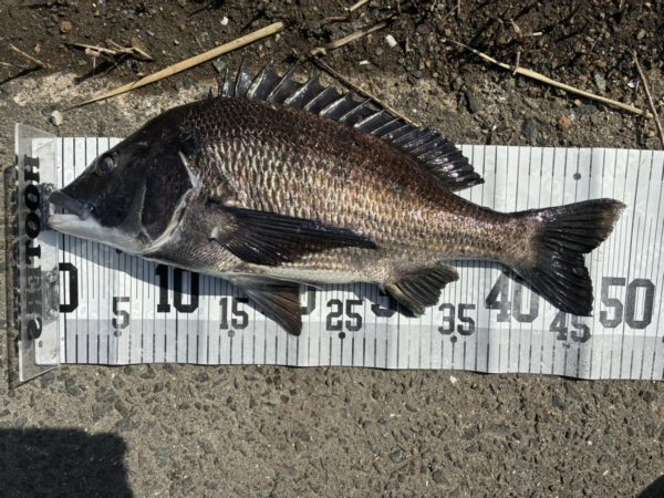 イチノ兄弟、釣果！