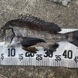 イチノ兄弟、釣果!