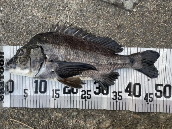 イチノ兄弟、釣果!