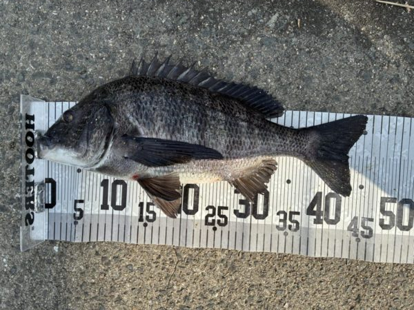 イチノ兄弟、釣果！