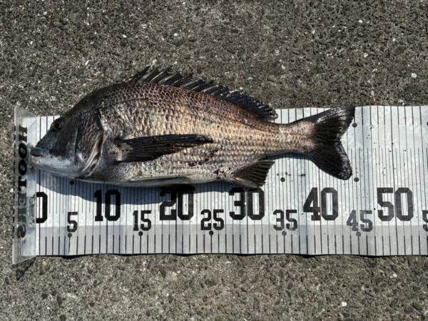 イチノ兄弟、釣果！