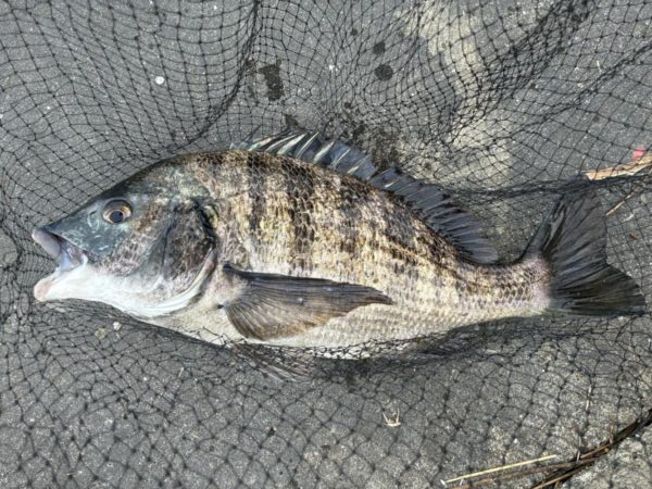 イチノ兄弟、釣果!