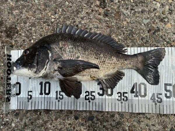 イチノ兄弟、釣果!