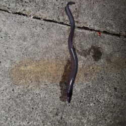 春アオリイカ狙い