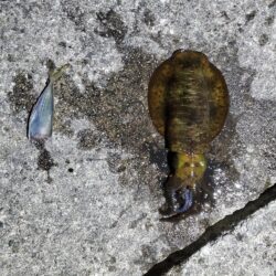 春アオリイカ狙い