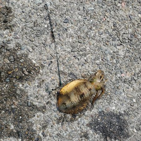 春アオリイカ狙い