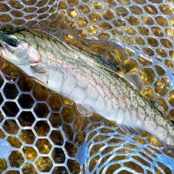 １０匹／ｈ超　～フィッシングパーク高島の泉…