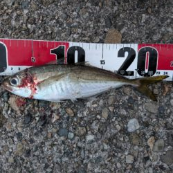 アジングのつもりが