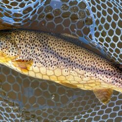 バンバン当たるわけではない ～岡崎トラウト…