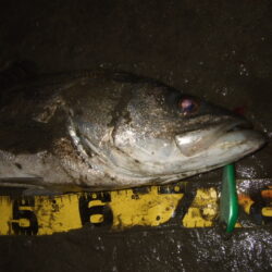 今年も何とかアフターのハチマル