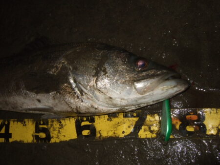 今年も何とかアフターのハチマル