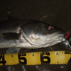 ただ巻きで釣れてしまう…