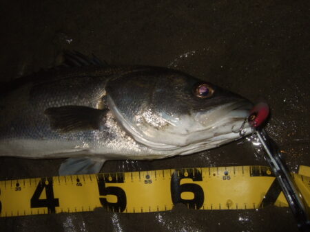 ただ巻きで釣れてしまう…