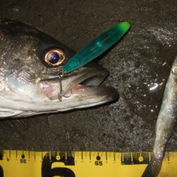 久々にベイトシーバス