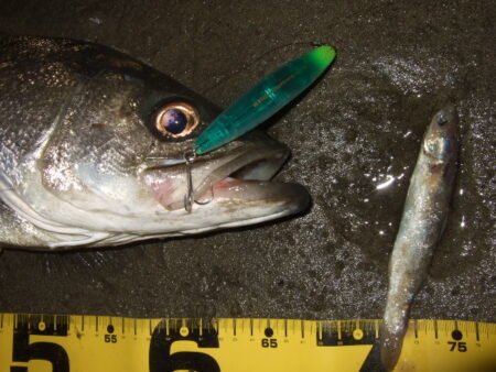 久々にベイトシーバス