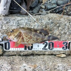 久しぶりの釣果