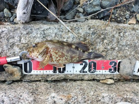 久しぶりの釣果