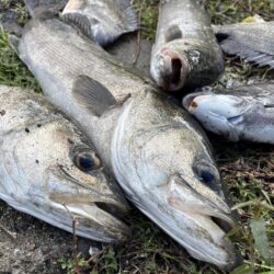 デカすぎて入らん！