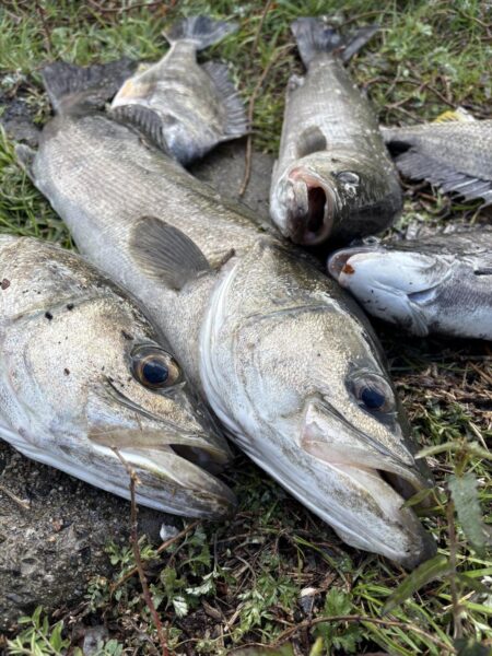 デカすぎて入らん！