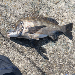 急な水温低下でもチヌは来てくれました