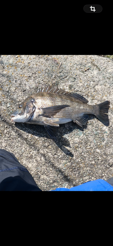 急な水温低下でもチヌは来てくれました