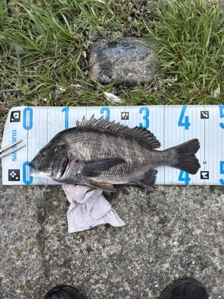 今日も爆釣楽し過ぎるぶっ込み釣り