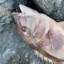 マダイカゴ釣り