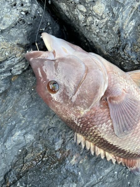 マダイカゴ釣り
