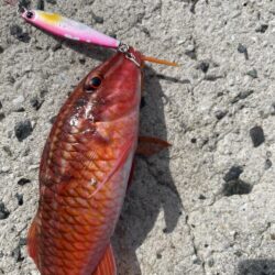 ロックショアゲーム