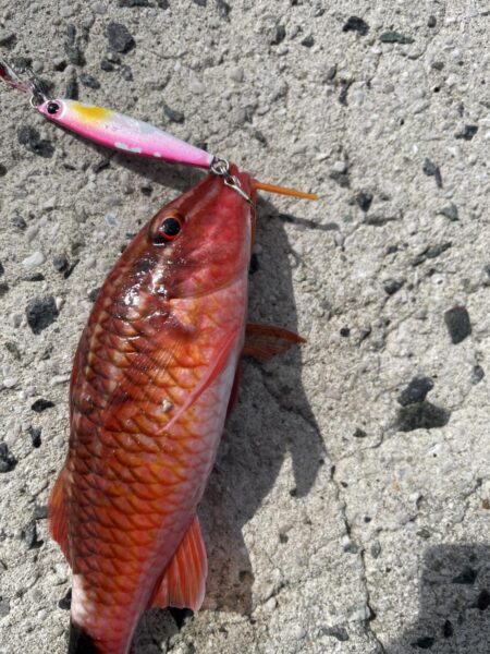 ロックショアゲーム