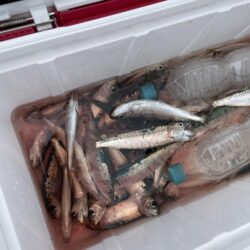 太刀魚 カマス 他青物