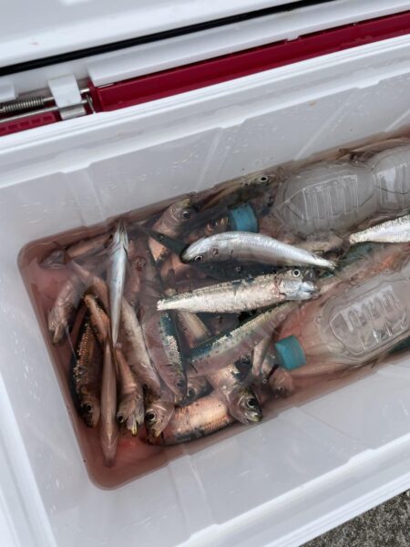 太刀魚 カマス 他青物