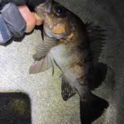 久々にメバリング