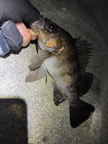 久々にメバリング