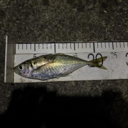 春アジング開幕?