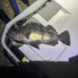 フロートメバリング