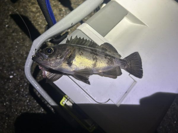 フロートメバリング